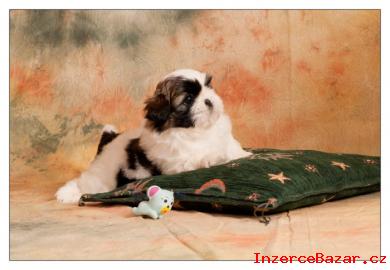 SHIH TZU ttka