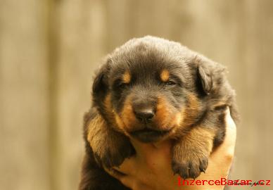 Beauceron, francouzsk ov