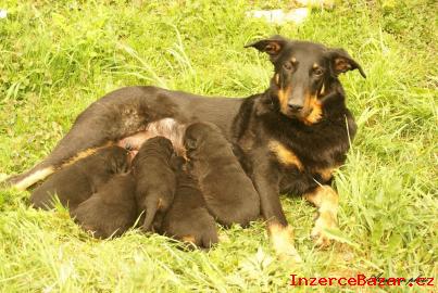 Beauceron, francouzsk ov