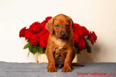 Rhodesian ridgeback