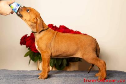 Rhodesian ridgeback