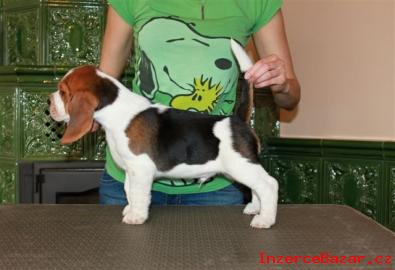 Beagle (bgl) ttka