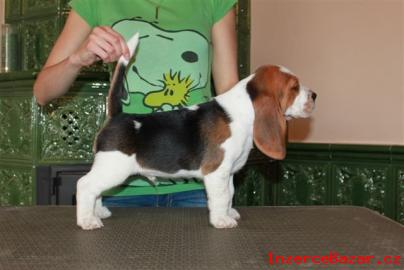 Beagle (bgl) ttka