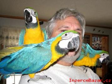 Sladk Modr A Zlat Papouek Papouci