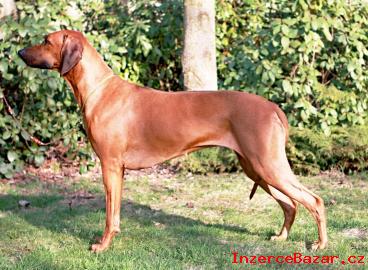 Rhodsk ridgeback - tata s PP