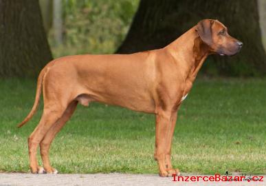 Rhodsk ridgeback - tata s PP