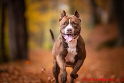 American bully XL, American pitbull XL