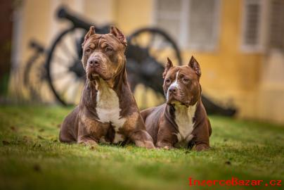 American bully XL, American pitbull XL