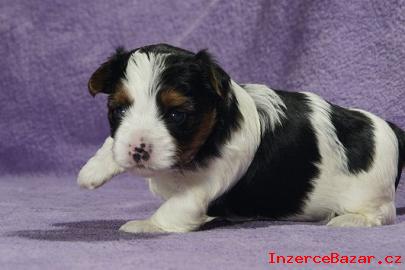 Krásné Biewer Yorkshire Terrier hledá no