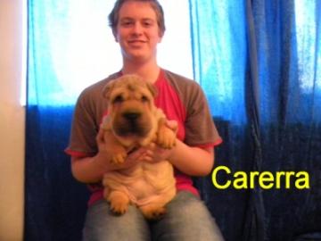 ttka plemeno Shar Pei (arpej)