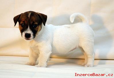 tata JRT (jack russell teriera) s PP