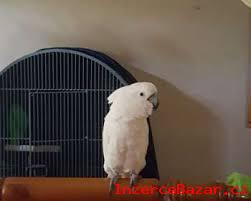 Dostupn Kakadu papouci