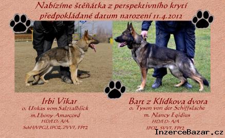 Nabdka tat s PP(puppies for sale)