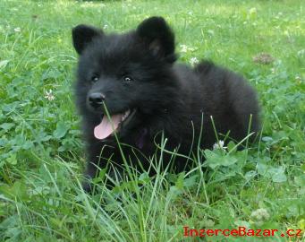 Velk ern pic - prodm tata s PP -