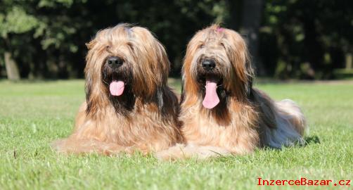 Briard - plav ttka