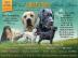 Labrador retriever-ern psi s PP