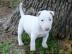 2 Mini bull teri�r �t��ata Pro prodej