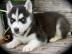rozko�n� modr� o�i sib�rsky husky �ten