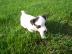 Jack russel terir