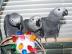 Roztomil a sladk africkch Grey papouci pr