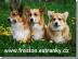 Welsh corgi Pembroke