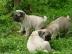 Mops �t���tka jsou nyn� k dispozici