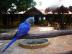 Vnocn Hyacint papouek papouci pro pr