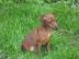 Trpasli�� pin� - �t��ata s pp