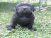 BANDOG S PP - pejsci