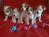 jack russel terier �t�n�tka  3990 k�