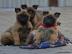 Belgick� ov��k - MALINOIS