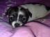 Prod�m mini �t�n� �ivava dlouhosrt�
