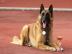 Belgick ovk Malinois