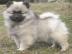 Nm.  pic vl / keeshond  tata s PP