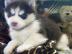 modr� o�i sibi�sk� husky �t��ata pro p�