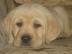 LABRADORSK� RETR�VR s PP
