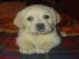 LABRADORSK� RETR�VR s PP