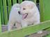 �t���tka Akita Inu