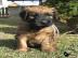 Briard