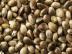 Marihuana ,Bor�vka Kush,Super Skunk,