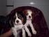 Kaval�r king charles �pan�l