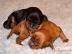 kaval�r king charles �pan�l