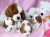 Kaval�r King Charles �pan�l �t��ata od m