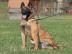 Belgick� ov��k - MALINOIS