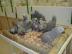 Roztomil� a sladk� africk�ch Grey papou�ci pr