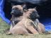 Belgick ovk malinois - tn s PP