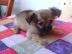 Prod�m �t�n� �ivavy