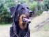 tata Beauceron s PP