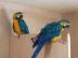 Zlaté a Modré papoušci pro prodej