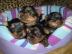 prodam yok�irky